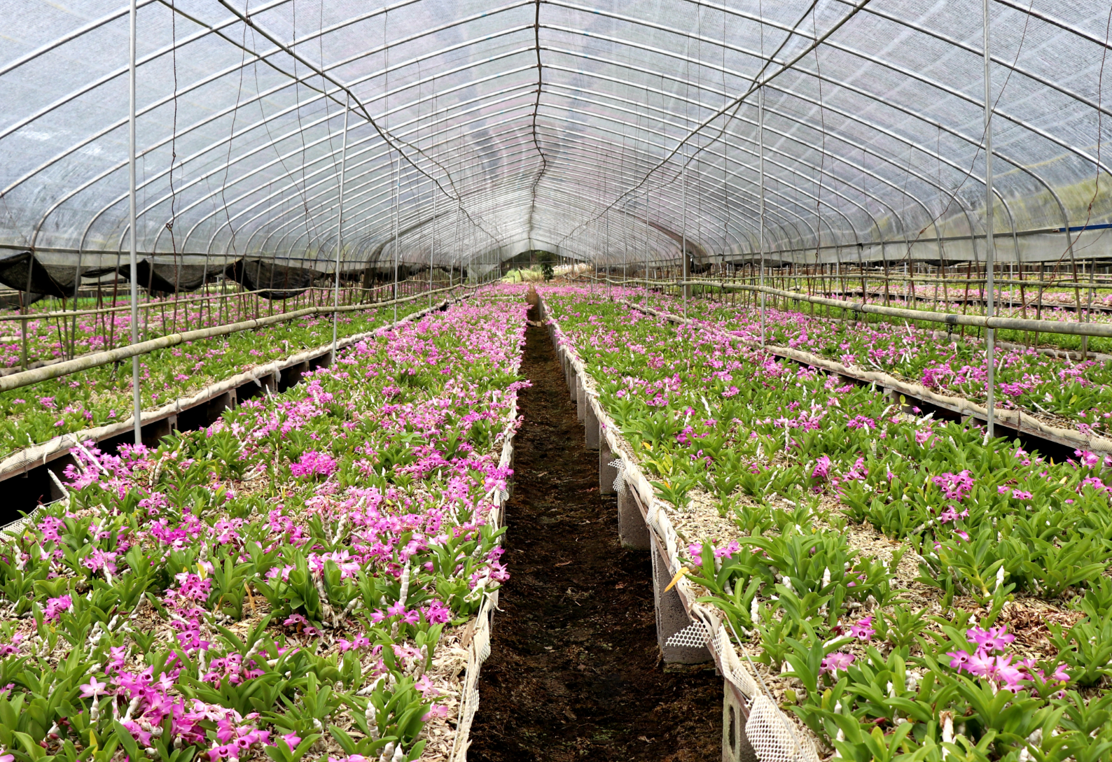 就龙陵“三色”新画卷麻将胡了绿美交通绘(图2) 就龙陵“三色”新画卷麻将胡了绿美交通绘(图2)