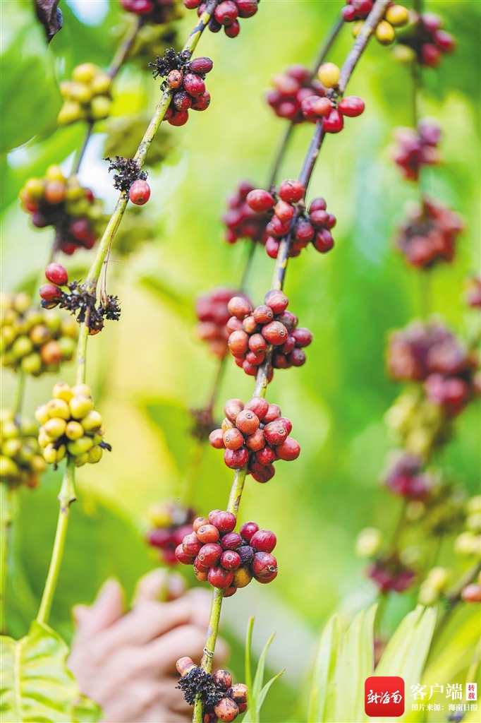豆走出海南风味“国际范”麻将胡了免费试玩